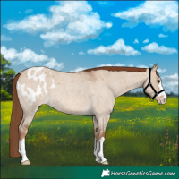 Horse Color:Red Dun Roan Appaloosa