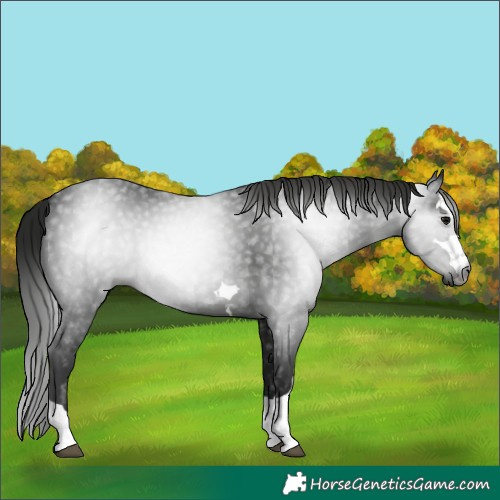 Horse Color:Gray Black 