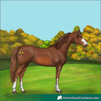 Horse Color:Chestnut 