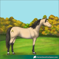 Horse Color:Buckskin 