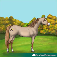 Horse Color:Red Dun 