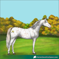 Horse Color:Chestnut Appaloosa 