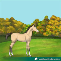 Horse Color:Buckskin Splash 