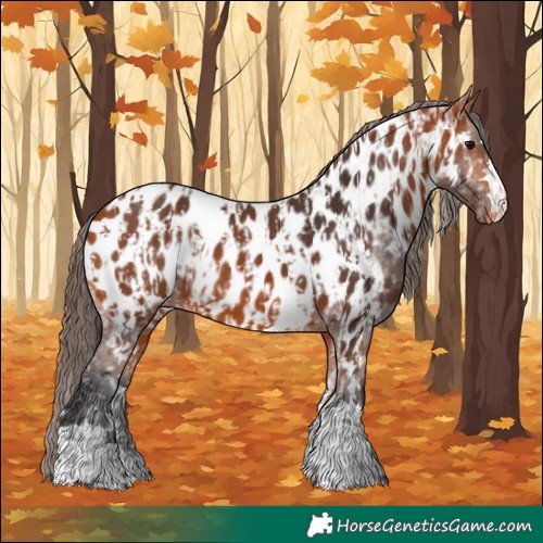 Horse Color:Bay Appaloosa  and Bay Appaloosa 