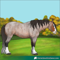 Horse Color:Bay Roan Splash 