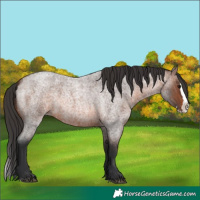 Horse Color:Brown Roan Splash 