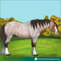 Horse Color:Bay Roan Splash 