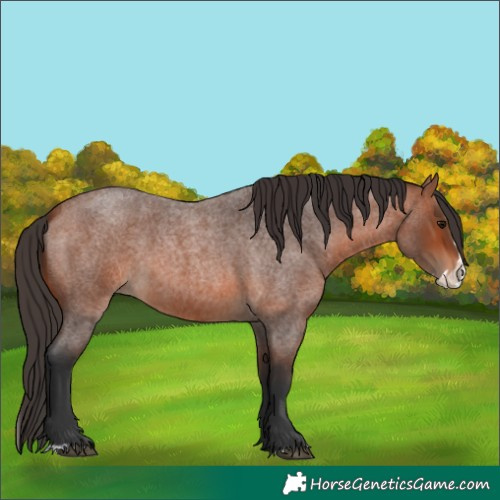 Horse Color:Bay Roan Splash 