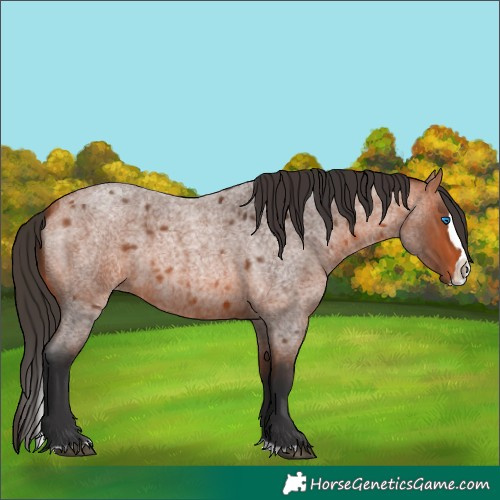 Horse Color:Bay Roan Splash