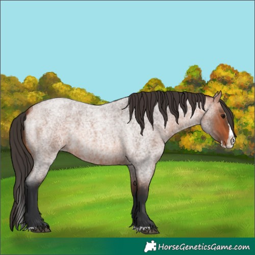 Horse Color:Bay Roan Splash 