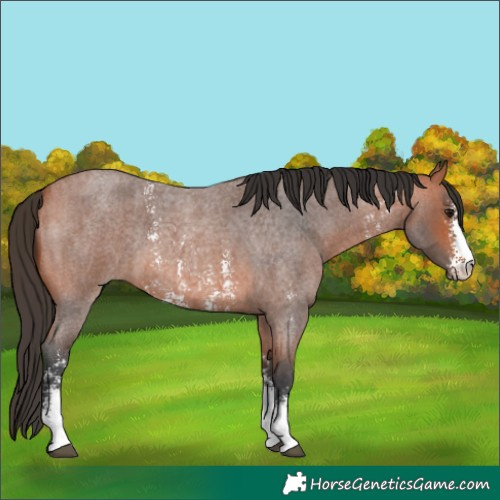 Horse Color:Bay Roan Sabino 