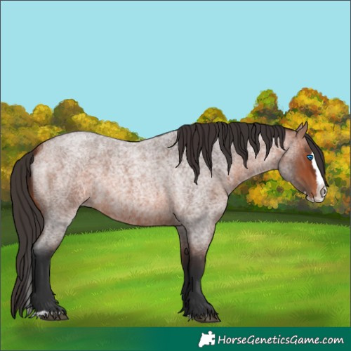 Horse Color:Bay Roan Splash 
