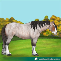 Horse Color:Bay Roan Splash 