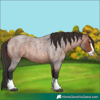 Horse Color:Bay Roan Splash 