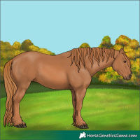 Horse Color:Chestnut 
