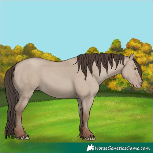 Horse Color:Classic Champagne Dun 
