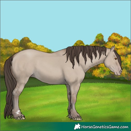 Horse Color:Classic Champagne Dun 