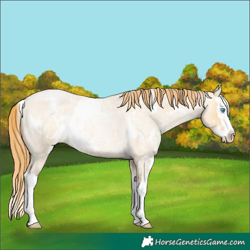 Horse Color:White Spotted Buckskin Roan Pearl Splash 