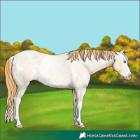 Horse Color:White Spotted Buckskin Roan Pearl Splash 