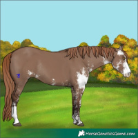 Horse Color:Liver Red Dun Sabino Rabicano 
