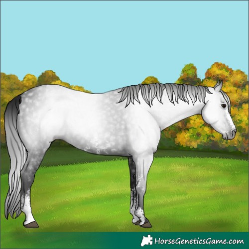 Horse Color:Gray Black Sabino 