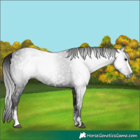 Horse Color:Gray Black Sabino