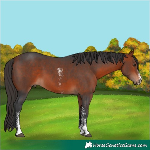 Horse Color:Bay Sabino 