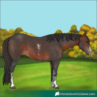 Horse Color:Bay Sabino 