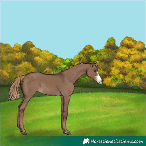 Horse Color:Liver Red Dun Sabino Rabicano 