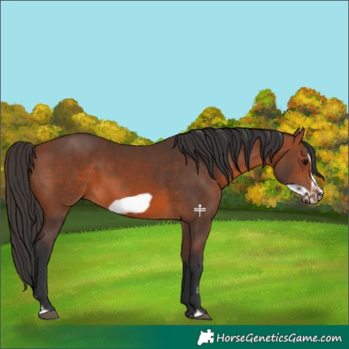 Horse Color:Bay Splash Frame 
