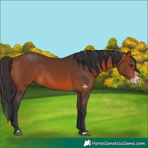 Horse Color:Bay Splash Frame 
