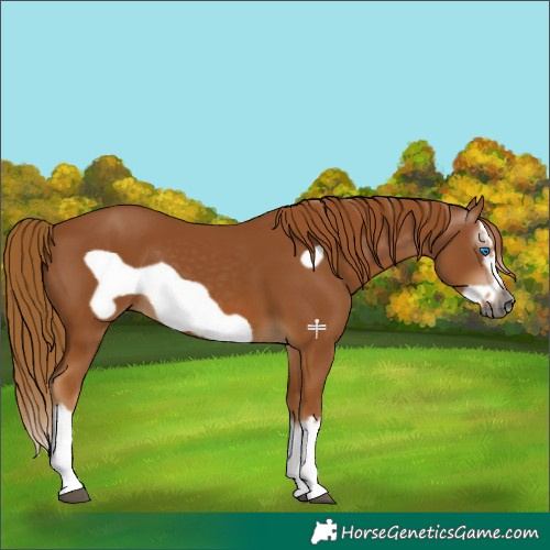 Horse Color:Gray Chestnut Splash Frame 
