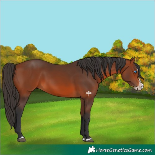 Horse Color:Bay Splash Frame 
