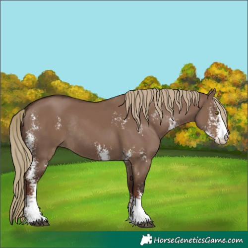 Horse Color:Liver Red Dun Sabino Rabicano 