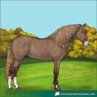 Horse Color:Liver Red Dun Sabino Rabicano 