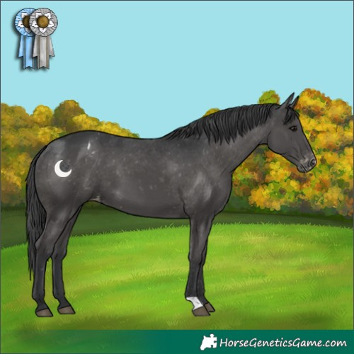 Horse Color:Black Appaloosa 