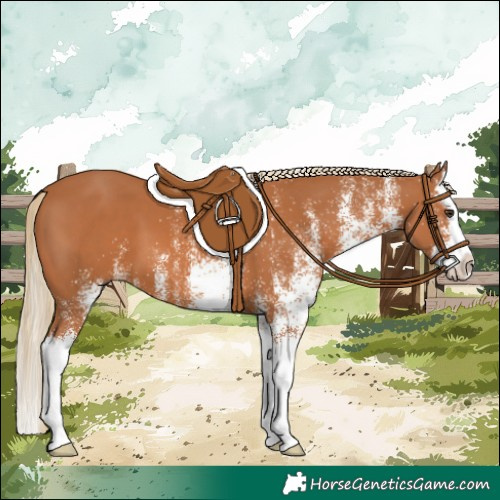 Horse Color:White Spotted Chestnut Splash 