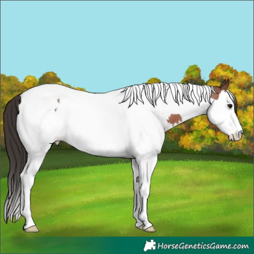 Horse Color:Brown Roan Splash Tobiano 