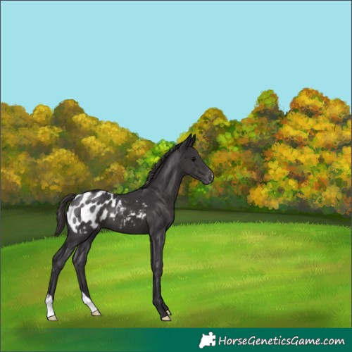 Horse Color:Smoky Black Appaloosa 