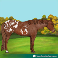 Horse Color:Chestnut Blanket 