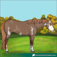 Horse Color:Liver Red Dun Sabino Rabicano 