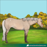 Horse Color:Silver Brown Dun Appaloosa 