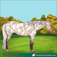 Horse Color:Silver Brown Dun Near Leopard 