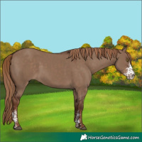 Horse Color:Liver Red Dun Sabino Rabicano 