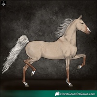 Horse Color:Silver Grullo 