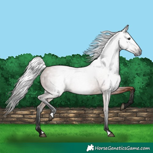 Horse Color:Gray Bay 