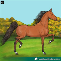 Horse Color:Bay 