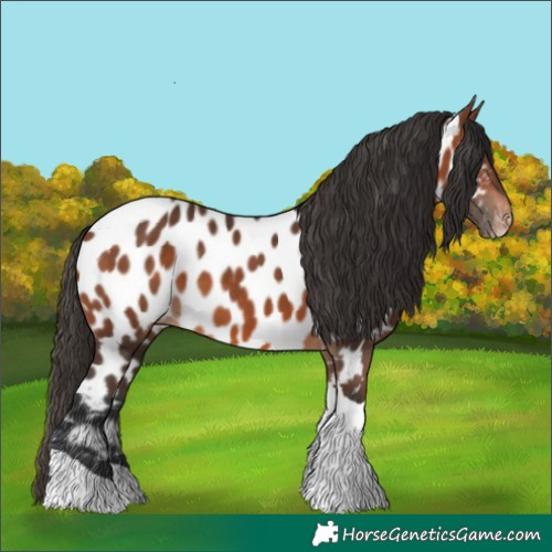 Horse Color:Bay Tobiano Appaloosa 