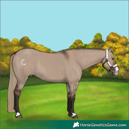 Horse Color:Liver Red Dun Sabino Rabicano 