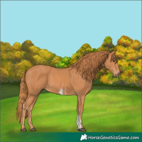 Horse Color:Chestnut Sabino